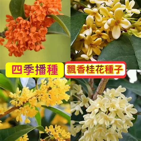 桂樹種植|盆栽桂花這樣種，滿園四季飄香！